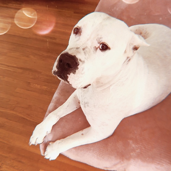 Pepper - Picture 1 of 1